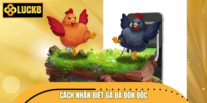 Cách nhận biết gà đá đòn độc qua ngoại hình và lối đá