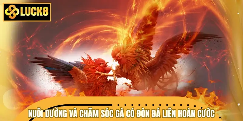 Lưu ý khi nuôi dưỡng và chăm sóc gà có đòn đá liên hoàn cước
