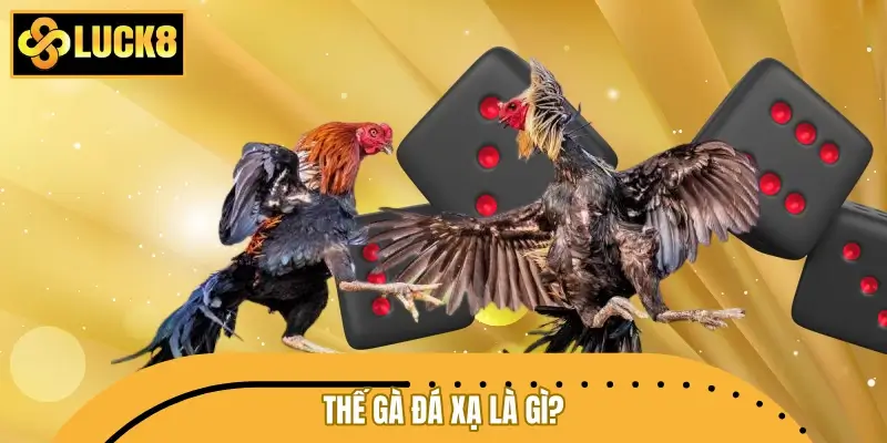 Thế gà đá xạ là gì?